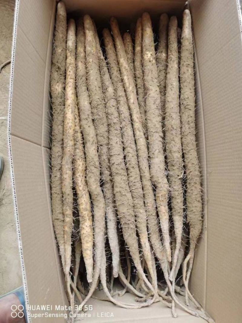 (推荐)小白嘴、铁棍山药，产地直供全国各大批发市场