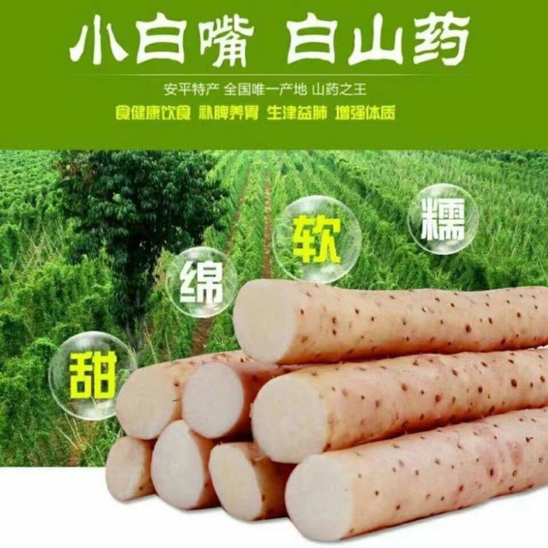(推荐)小白嘴、铁棍山药，产地直供全国各大批发市场