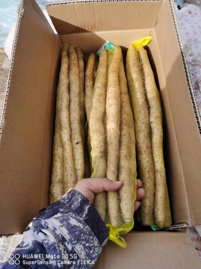 (推荐)小白嘴、铁棍山药，产地直供全国各大批发市场