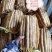 (推荐)小白嘴、铁棍山药，产地直供全国各大批发市场