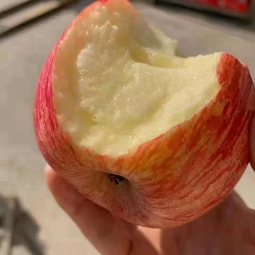 山东红富士苹果产地，口感脆甜，一手货源，诚信代收