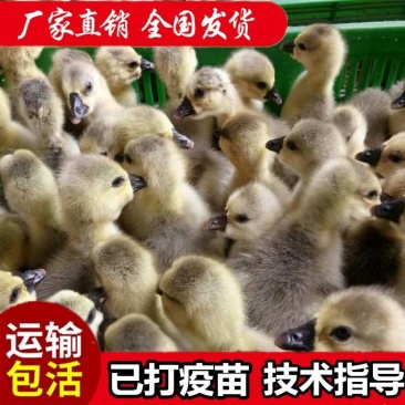 潮汕正宗狮头鹅，半斤左右脱温鹅