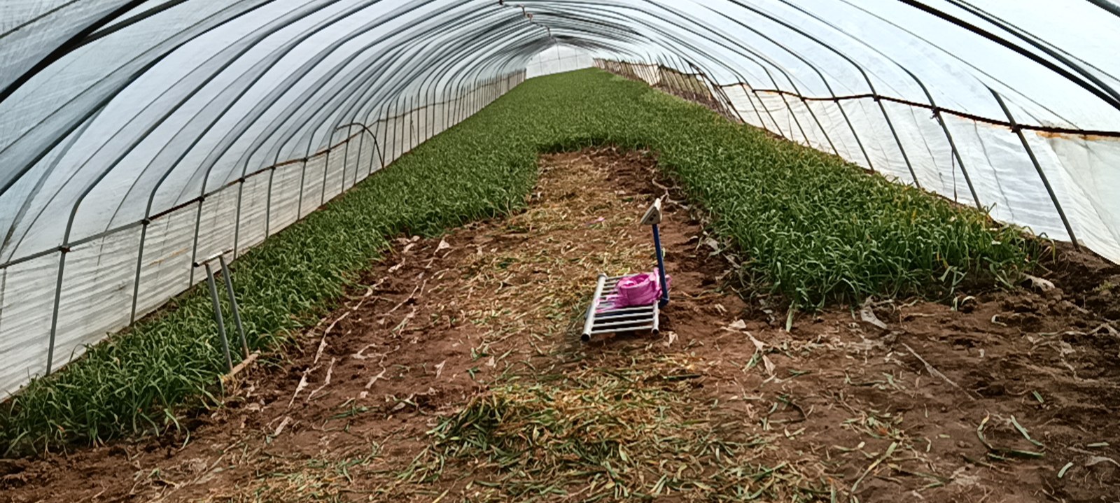 蒜苗大棚种植场景