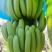 香蕉，老米蕉，苹果蕉，量大，每日行情不同
