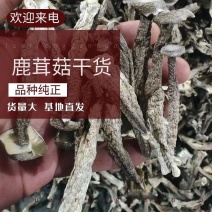 【优选】镇江丹阳鹿茸菇干货精选好货诚信经营量大从优