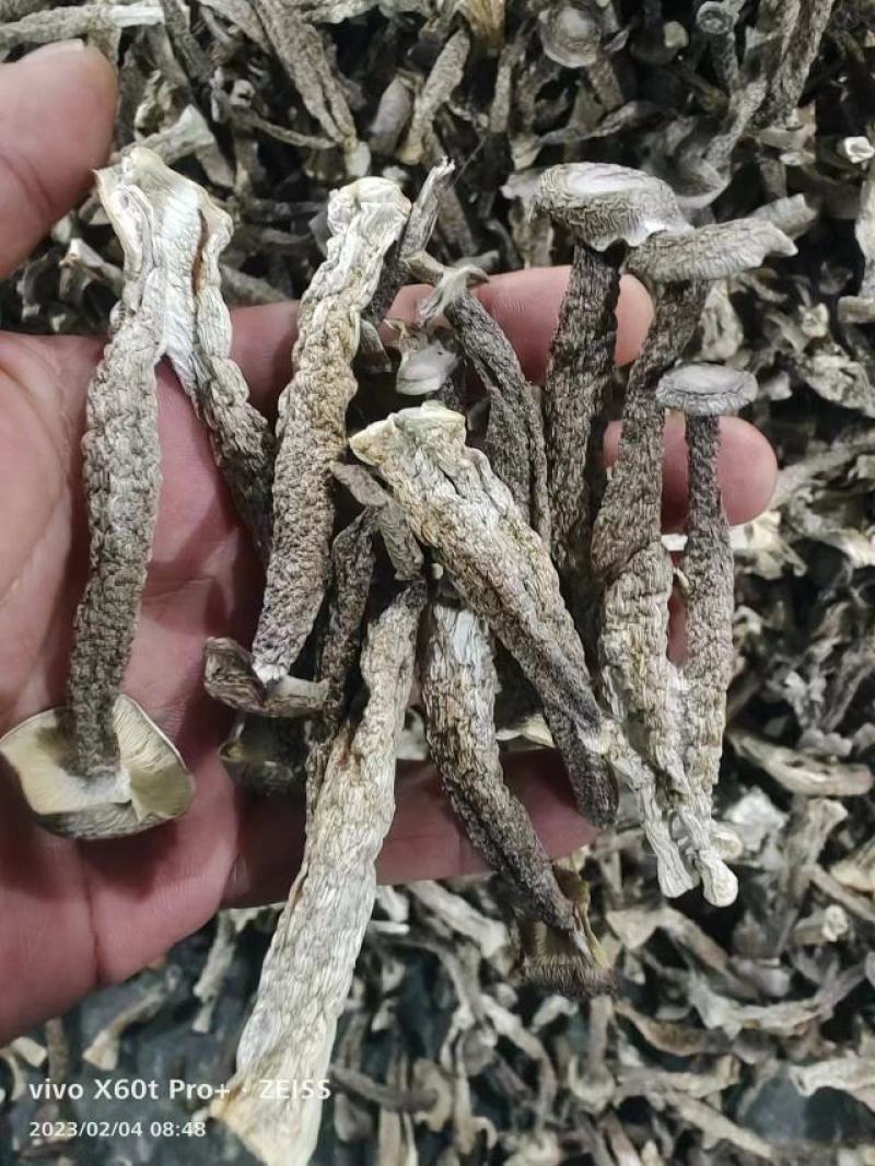 【优选】镇江丹阳鹿茸菇干货精选好货诚信经营量大从优