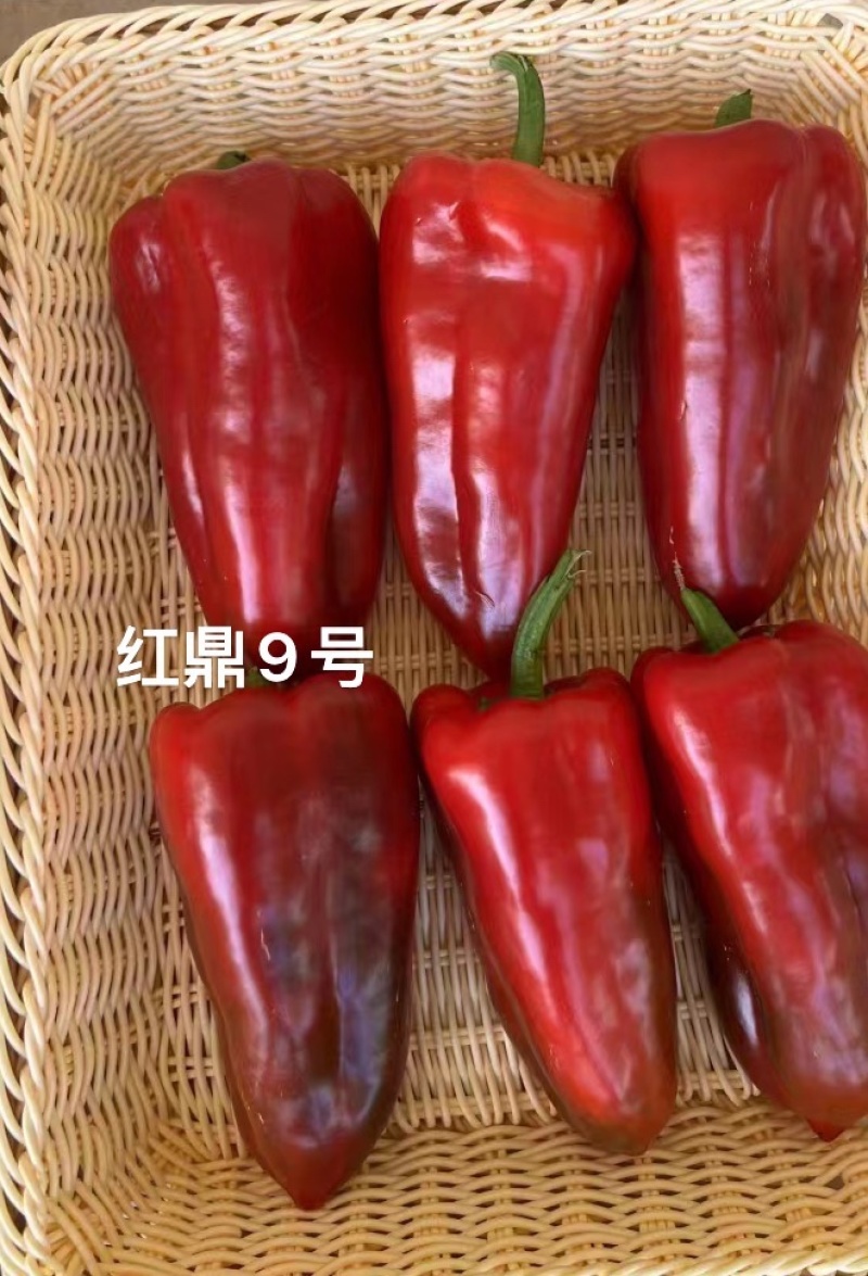 红鼎9号甜杂种子