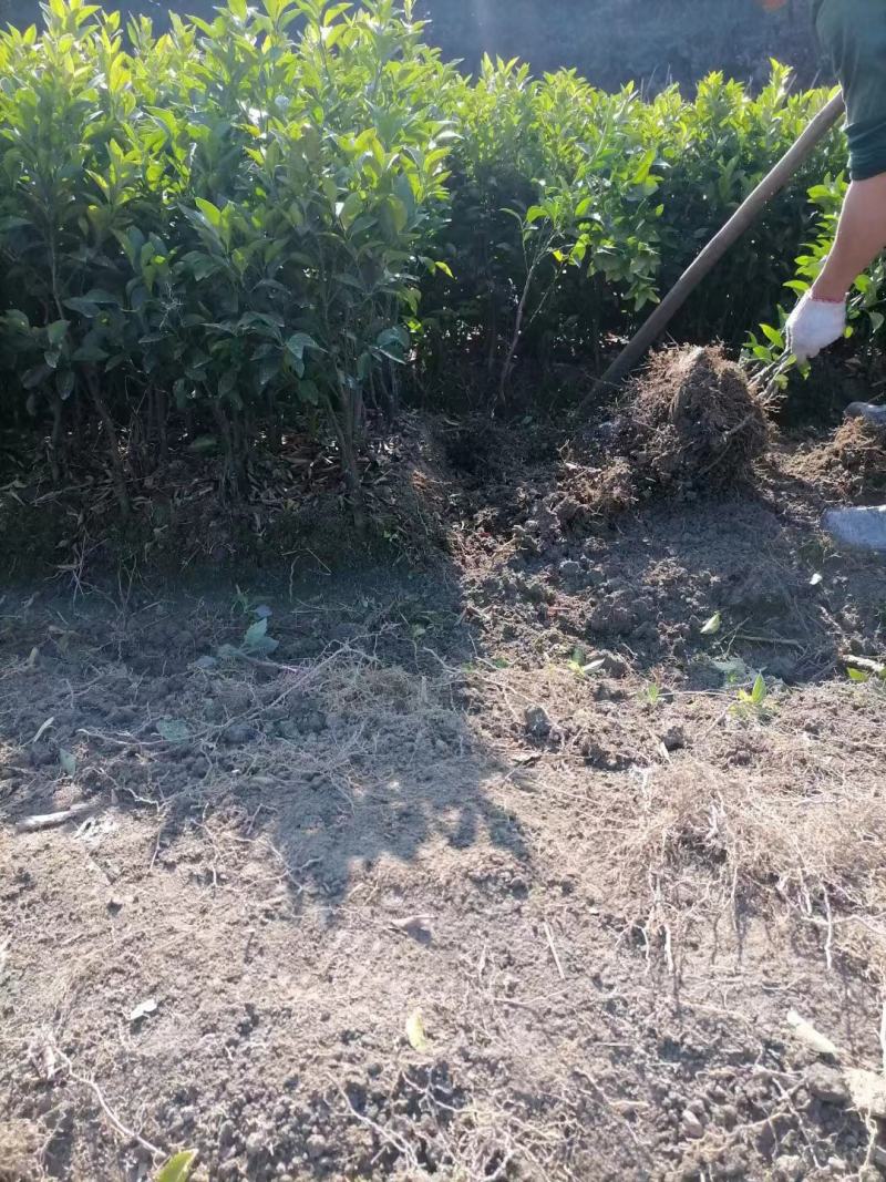 沙糖桔苗嫁接苗生根发芽成活率高