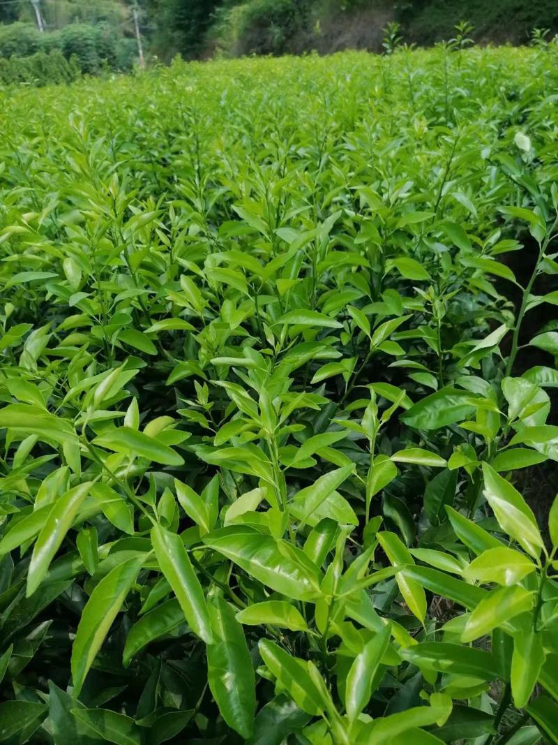 沙糖桔苗嫁接苗生根发芽成活率高