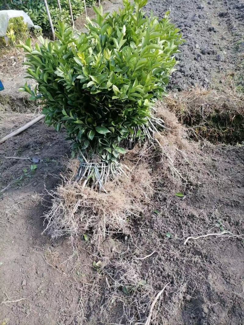 沙糖桔苗嫁接苗生根发芽成活率高