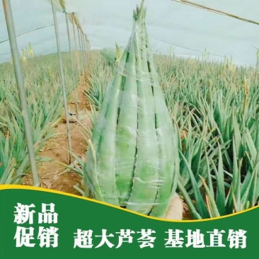 库拉索芦荟整棵叶片种植盆栽食用美容批发量大优惠