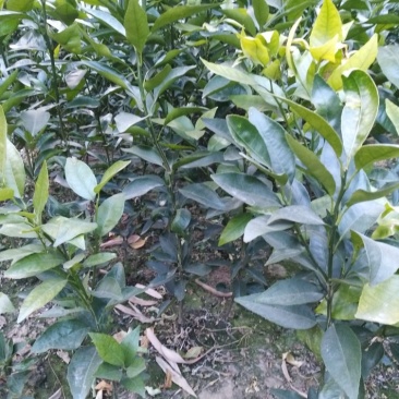 包成活耙耙柑，春见苗，1年苗，2年苗，地苗，杯苗均有