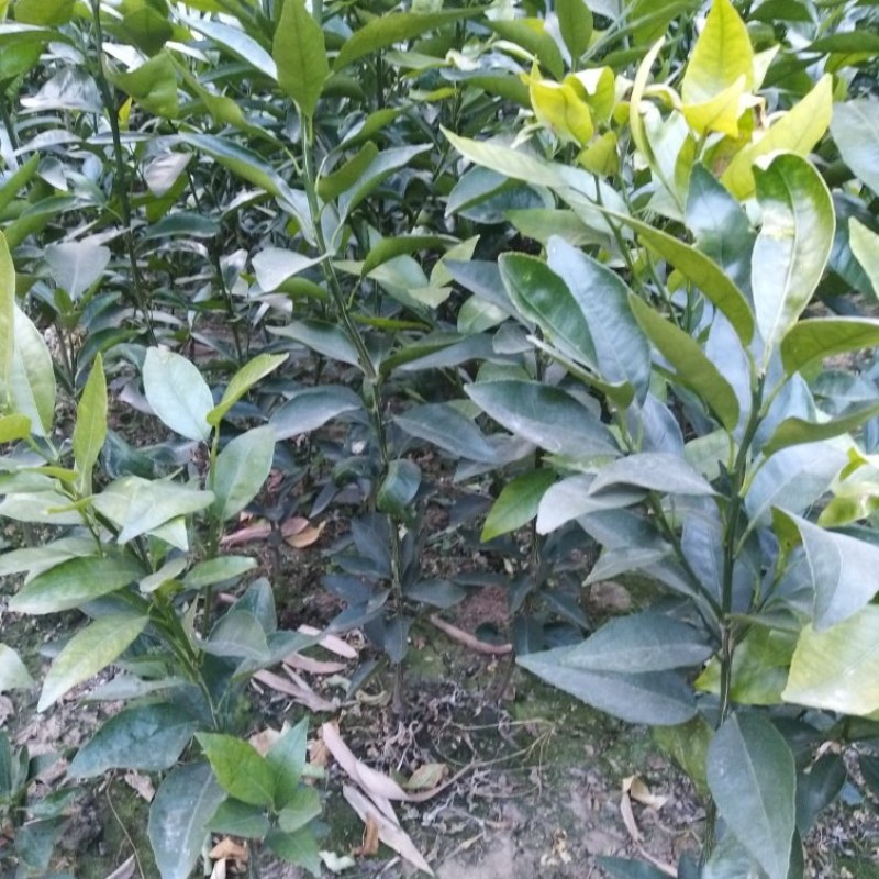 包成活耙耙柑，春见苗，1年苗，2年苗，地苗，杯苗均有