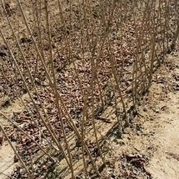 3公分矮化樱桃树，品种纯正，齐全，根系发达，