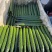 山东鲜黄瓜基地直供，货源充足，支持全国代收代发，视频看货