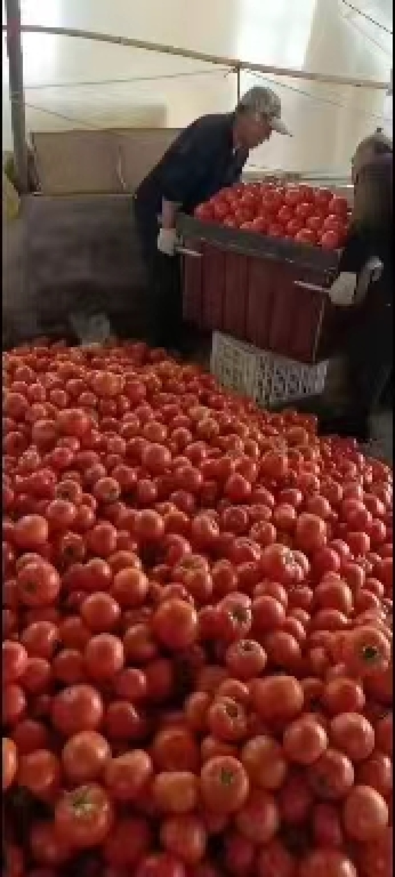 【牛商推荐】山东西红柿货源充足，价格实惠，全国发货