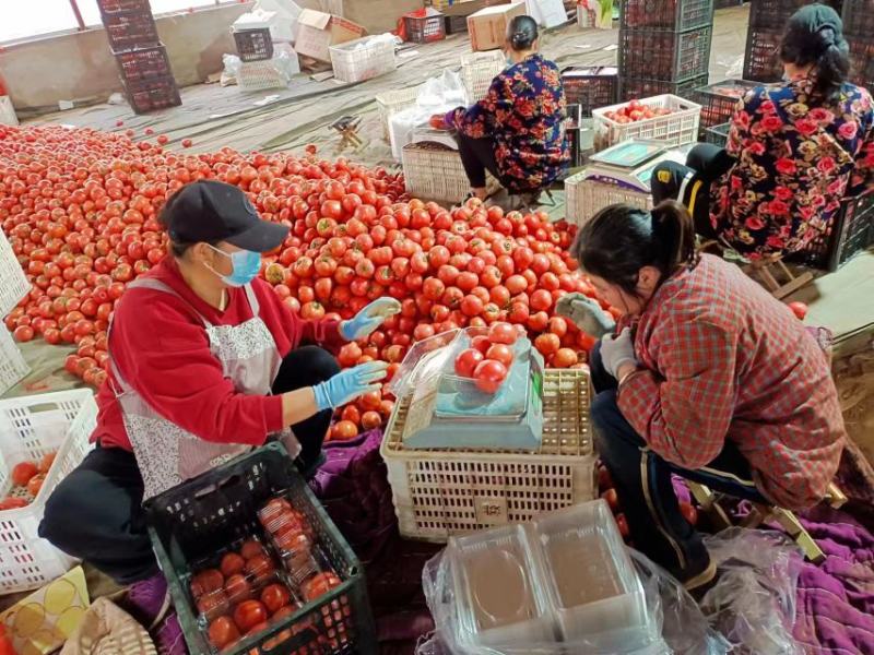 【牛商推荐】山东西红柿货源充足，价格实惠，全国发货