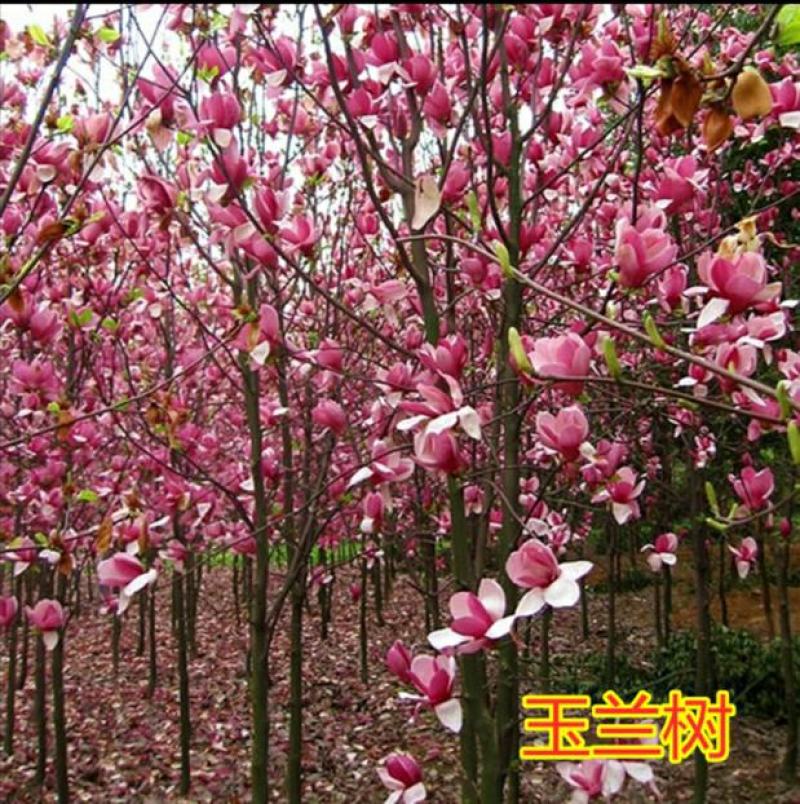 胶红一号玉兰苗紫玉兰苗红黄白紫玉兰苗广玉兰苗适合南北方种