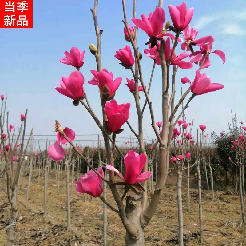 胶红一号玉兰苗紫玉兰苗红黄白紫玉兰苗广玉兰苗适合南北方种