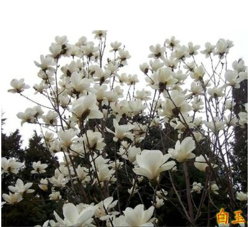 紫玉兰苗红黄白紫玉兰娇红一号苗适合南北方种值