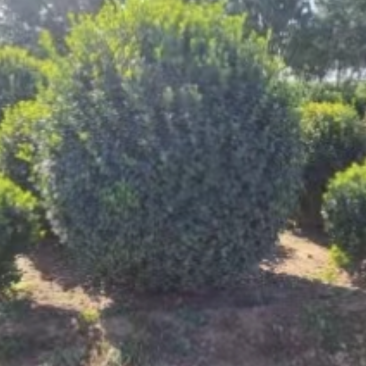 绿化植物