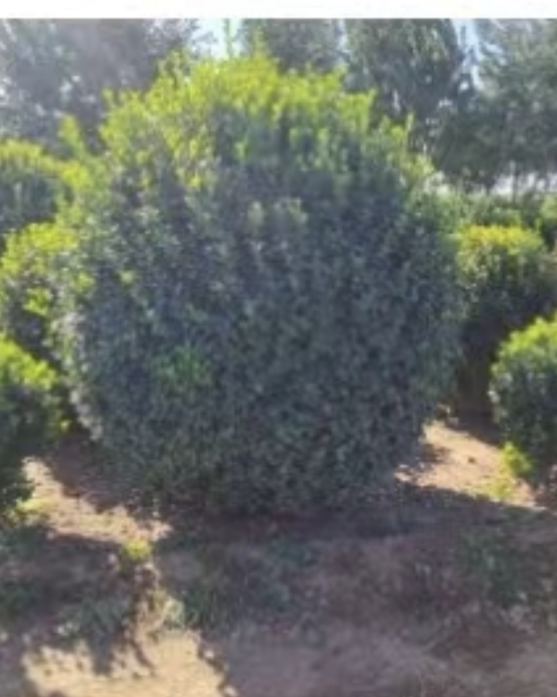 绿化植物