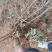 艾根湖北黄冈蕲春大别山蕲艾艾根艾苗蕲艾种苗艾草种子种苗