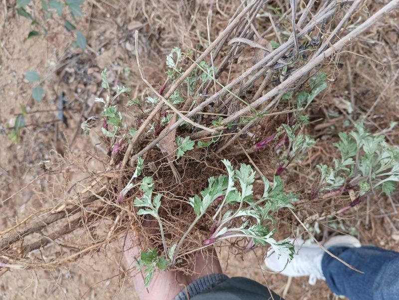 艾根湖北黄冈蕲春大别山蕲艾艾根艾苗蕲艾种苗艾草种子种苗