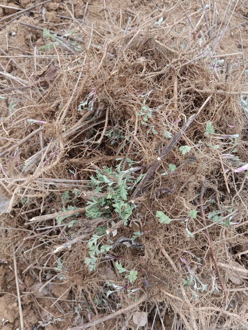 艾根湖北黄冈蕲春大别山蕲艾艾根艾苗蕲艾种苗艾草种子种苗