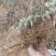 艾根湖北黄冈蕲春大别山蕲艾艾根艾苗蕲艾种苗艾草种子种苗