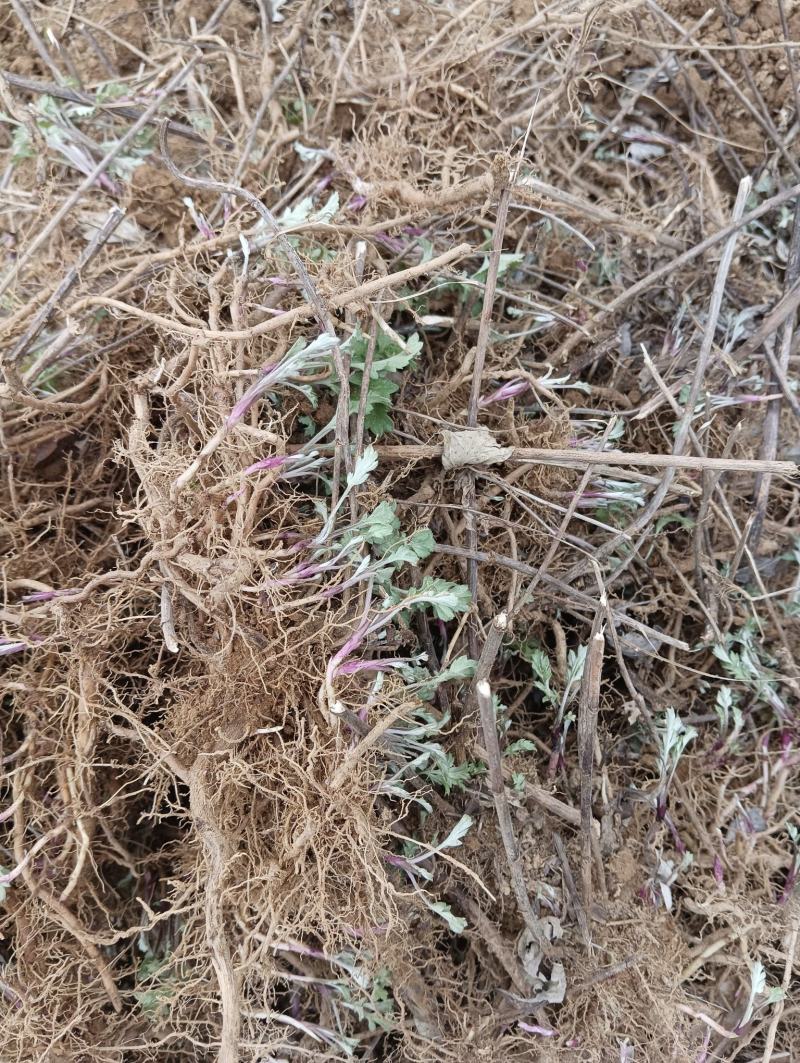 艾根湖北黄冈蕲春大别山蕲艾艾根艾苗蕲艾种苗艾草种子种苗