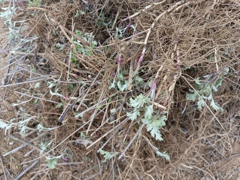 艾根湖北黄冈蕲春大别山蕲艾艾根艾苗蕲艾种苗艾草种子种苗