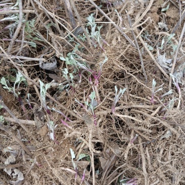 艾根湖北黄冈蕲春大别山蕲艾艾根艾苗蕲艾种苗艾草种子种苗