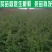 【推存】连翘苗药用3号5号连翘苗，一年二年连翘苗欢迎订购