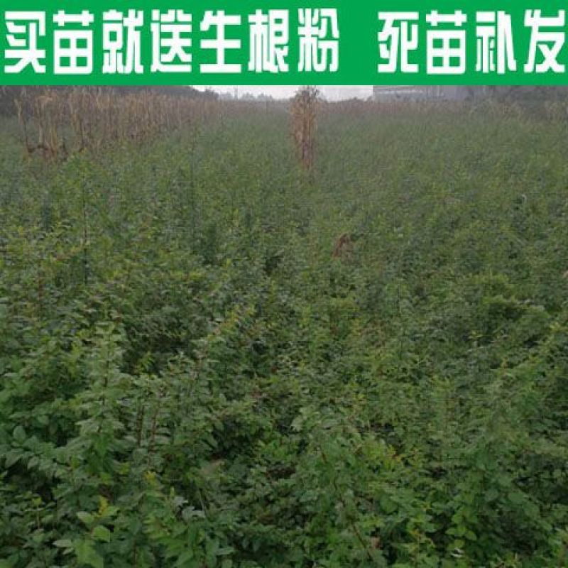 【推存】连翘苗药用3号5号连翘苗，一年二年连翘苗欢迎订购