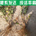 【推存】连翘苗药用3号5号连翘苗，一年二年连翘苗欢迎订购