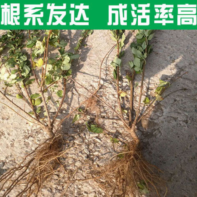 【推存】连翘苗药用3号5号连翘苗，一年二年连翘苗欢迎订购