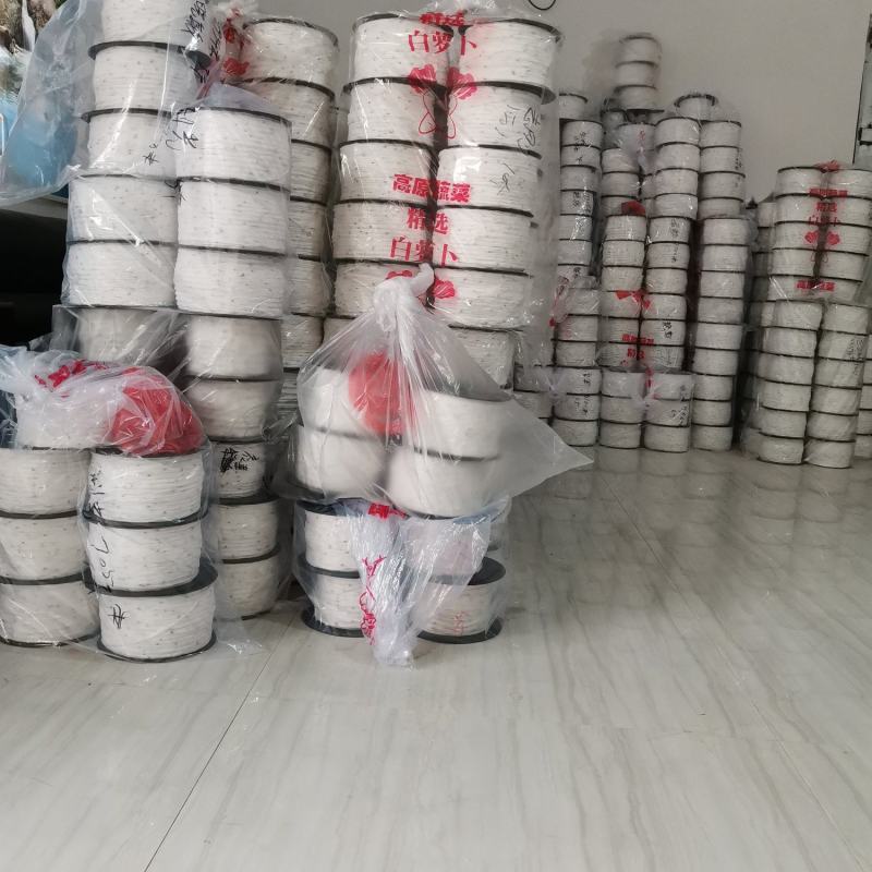 编种子