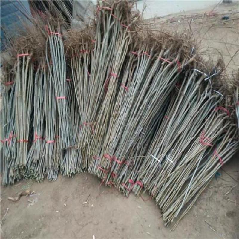 香椿苗，大棚露天专用红油香椿苗基地