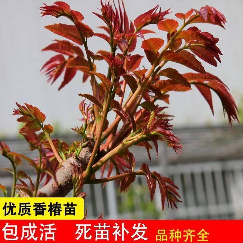 香椿苗，大棚露天专用红油香椿苗基地