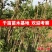 香椿苗，大棚露天专用红油香椿苗基地