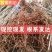 香椿苗，红油香椿苗，大棚红油香椿苗，露天香椿苗