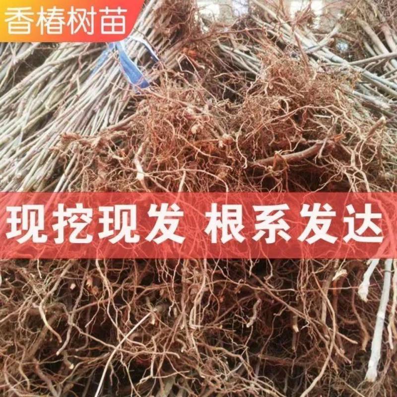 香椿苗，红油香椿苗，大棚红油香椿苗，露天香椿苗