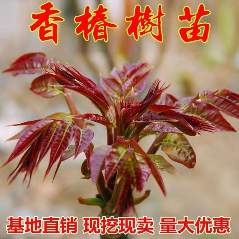 香椿苗，红油香椿苗，大棚红油香椿苗，露天香椿苗