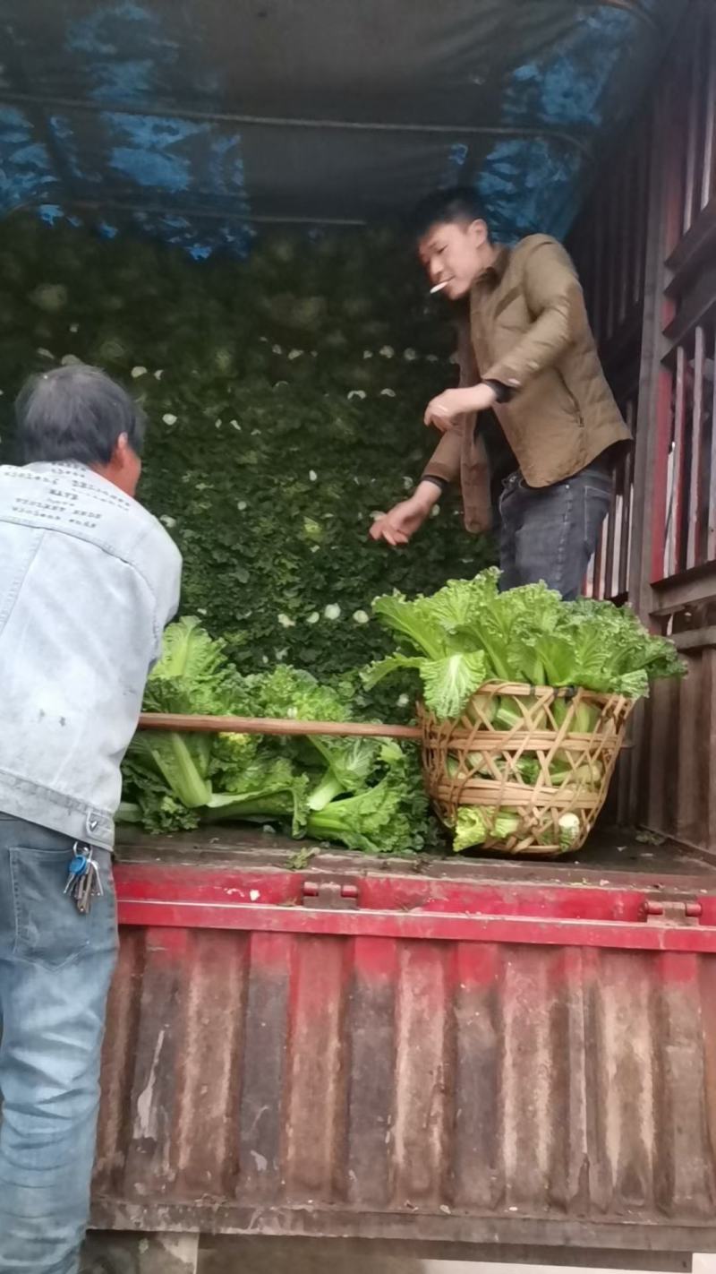 白菜！青口白，麻叶菜