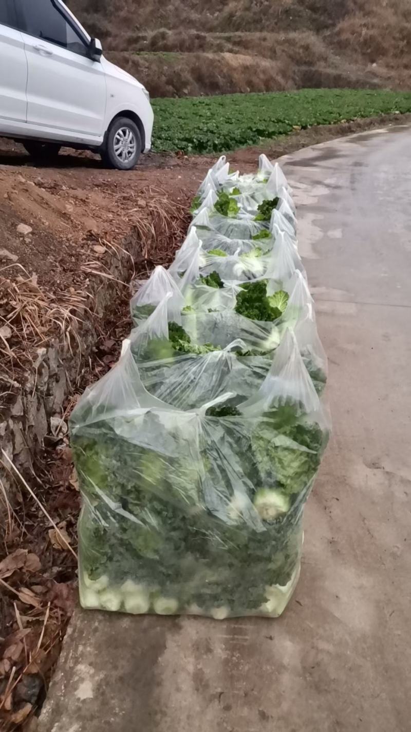 白菜！青口白，麻叶菜