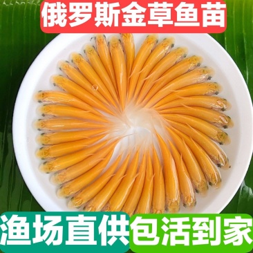 俄罗斯金丝草鱼苗赤目金草鱼苗红眼睛草鱼苗淡水养殖观赏