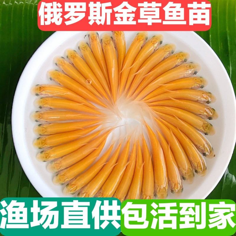 俄罗斯金丝草鱼苗赤目金草鱼苗红眼睛草鱼苗淡水养殖观赏