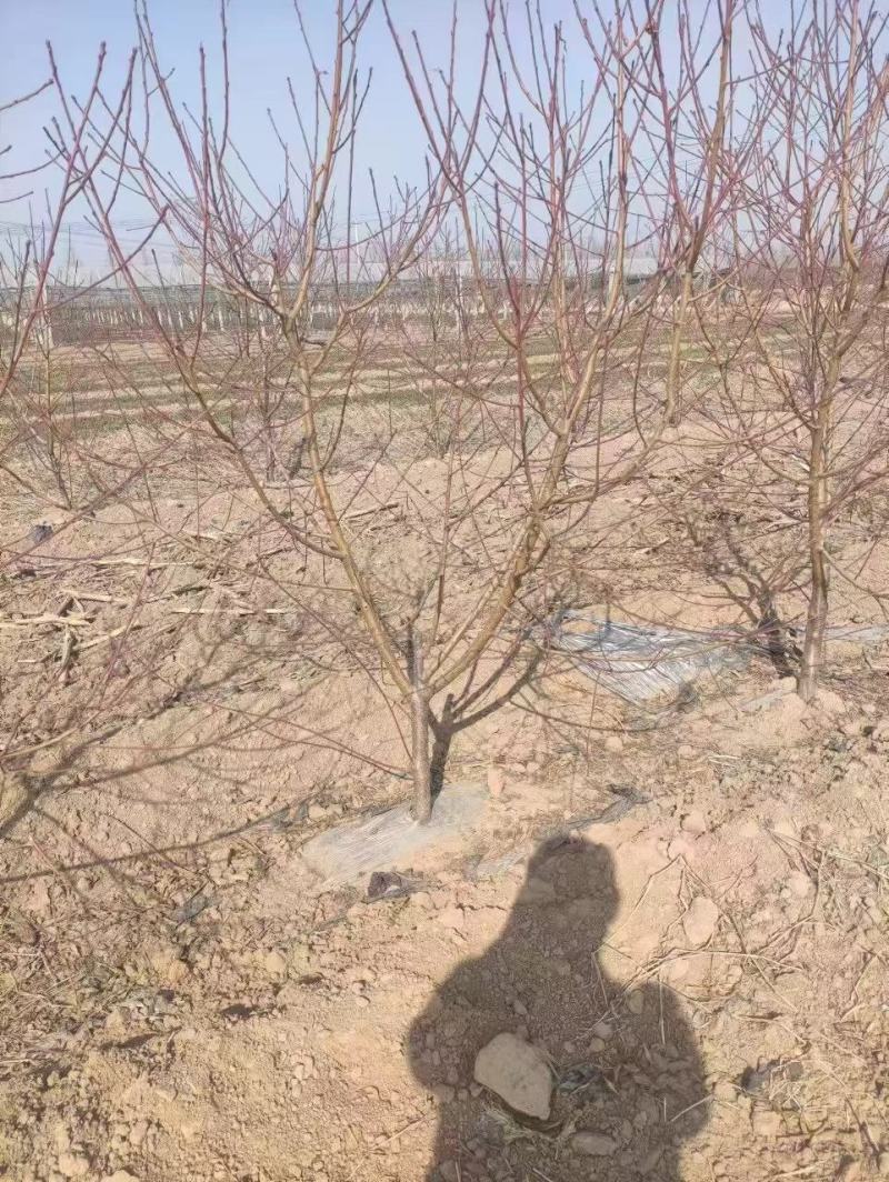 桃树