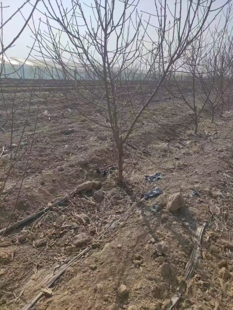 桃树